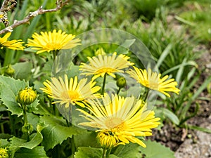 Leopards bane flower in the spring