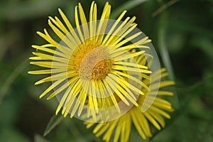 Leopard`s Bane Yellow Flower Doronicum Asteraceae