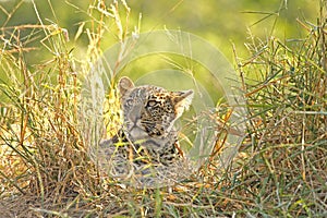Leopard in Sabi Sand Private Reserve