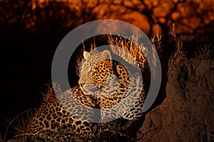 Leopard in the Sabi Sands