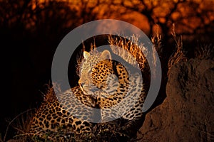 Leopard in the Sabi Sands photo