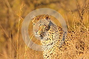 Leopard in the Sabi Sands