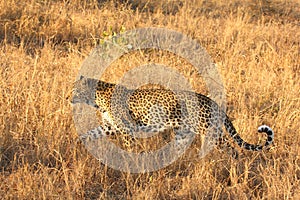 Leopard in the Sabi Sands photo