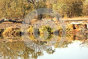 Leopard in the Sabi Sands