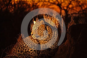 Leopard in the Sabi Sands