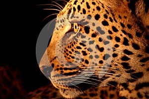 Leopard in the Sabi Sands