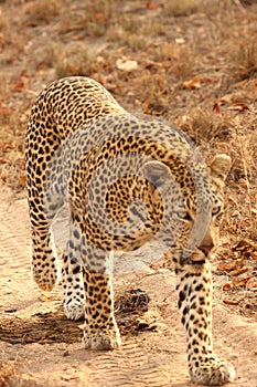 Leopard in the Sabi Sands