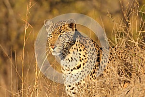 Leopard in the Sabi Sands