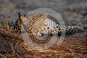 Leopard in Sabi Sands photo