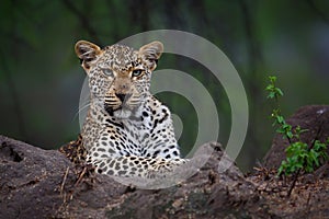 Leopard in Sabi Sands Game Reserve photo