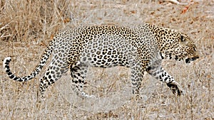 Leopard, Sabi Sands, Kruger National Park