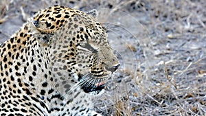 Leopard, Sabi Sands, Kruger National Park