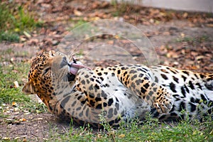 The leopard in Safari-Park Taigan near Belogorsk town, Crimea