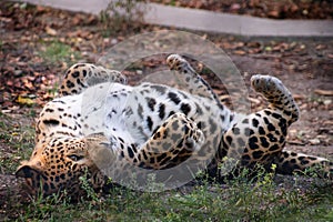 The leopard in Safari-Park Taigan near Belogorsk town, Crimea