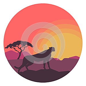 Leopard in safari with sunset in circle. Vector illustration on white background