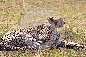 Leopard - Safary Kenya