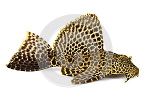 Leopard Sailfin Pleco Aquarium fish Pterygoplichthys gibbiceps