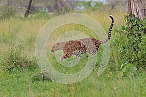 Leopard on savana