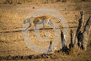 Leopard in the savannah