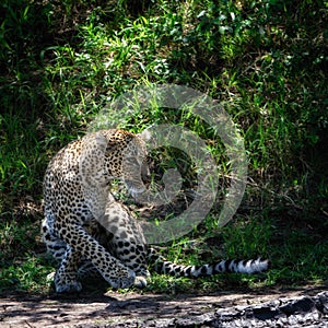 Leopard in the Savannah in Africa