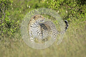 Leopard on savannah, front view.