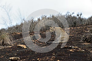 Leopard in savannah in Kenya