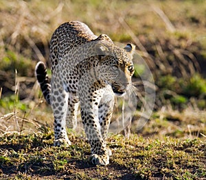 Leopard in the savannah. National Park. Kenya. Tanzania. Maasai Mara. Serengeti.