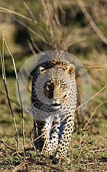 Leopard in the savannah. National Park. Kenya. Tanzania. Maasai Mara. Serengeti.