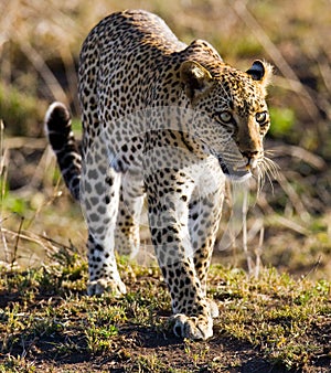 Leopard in the savannah. National Park. Kenya. Tanzania. Maasai Mara. Serengeti.