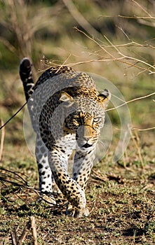 Leopard in the savannah. National Park. Kenya. Tanzania. Maasai Mara. Serengeti.