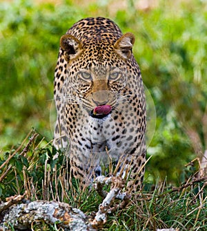 Leopard in the savannah. National Park. Kenya. Tanzania. Maasai Mara. Serengeti.