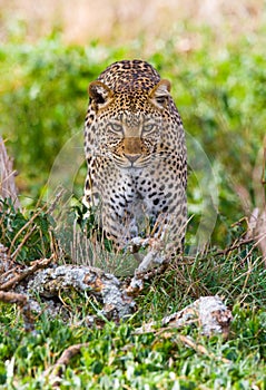 Leopard in the savannah. National Park. Kenya. Tanzania. Maasai Mara. Serengeti.