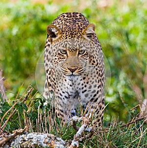 Leopard in the savannah. National Park. Kenya. Tanzania. Maasai Mara. Serengeti.