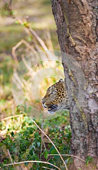 Leopard in the savannah. National Park. Kenya. Tanzania. Maasai Mara. Serengeti.