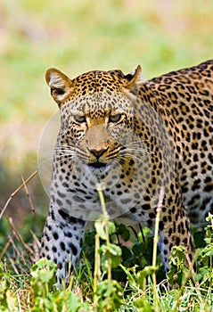Leopard in the savannah. National Park. Kenya. Tanzania. Maasai Mara. Serengeti.