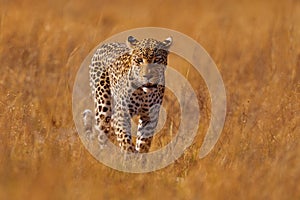 Leopard in Savuti, Chobe NP in Botswana. Africa wildlife. Wild cat hidden in the green vegetation. Leopard in the nature, lying