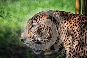 Leopard with scars