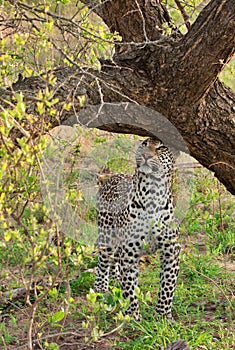 Leopard scent marking