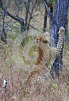 Leopard scratching tree stump