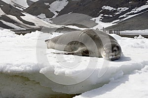 Leopard seal