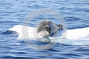 Leopard seal