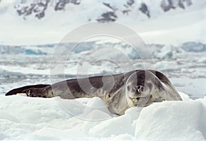 Leopard Seal