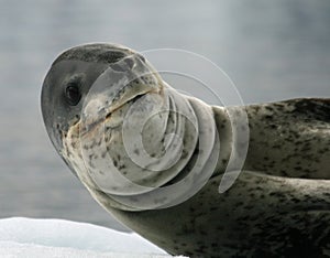 Leopard Seal