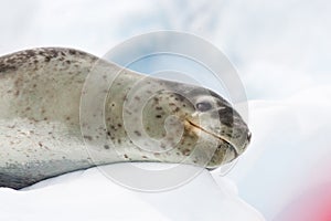 Leopard Seal