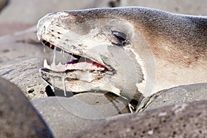 Leopard Seal