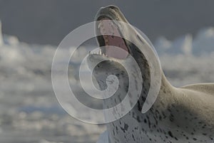 Leopard Seal