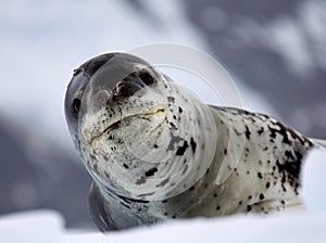 Leopard Seal