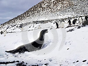 A leopard seal and Adelie penguins looking at each other on land in Antarctica. photo