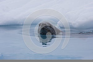 Leopard Seal, Antarctica