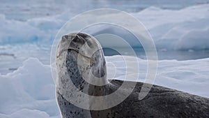 Leopard seal in Antarctica